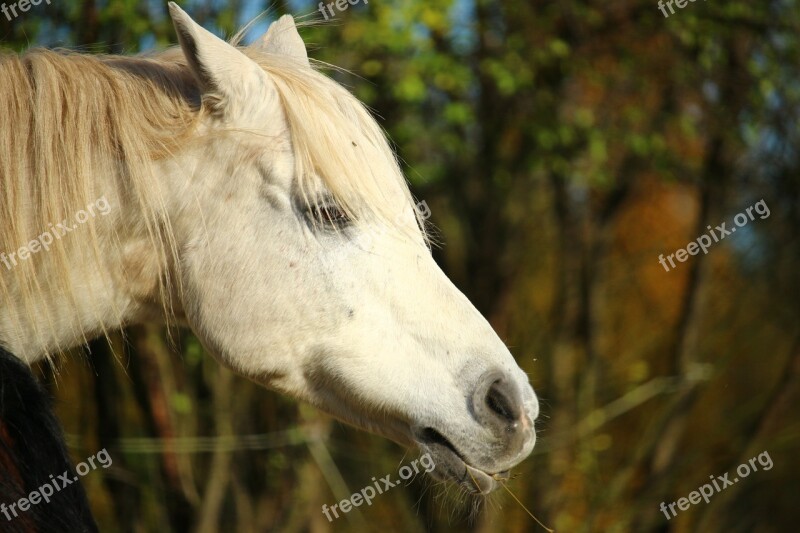 Horse Mold Thoroughbred Arabian Horse Head Pasture