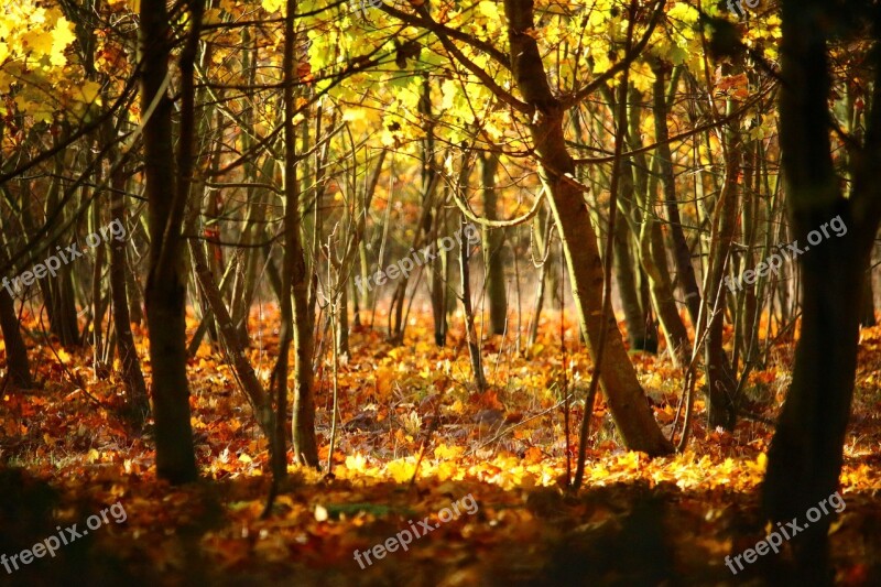 Autumn Forest Trees Leaves Fall Foliage