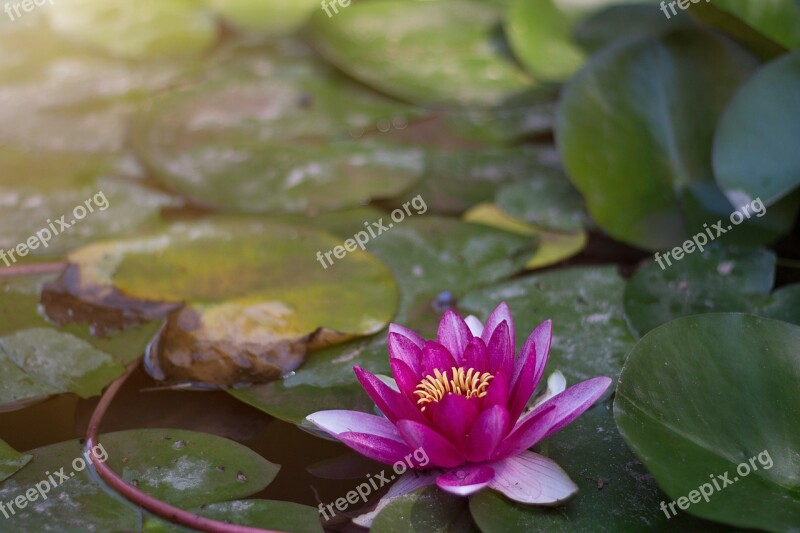 Water Lily Plant Flower Aquatic Plant Nature