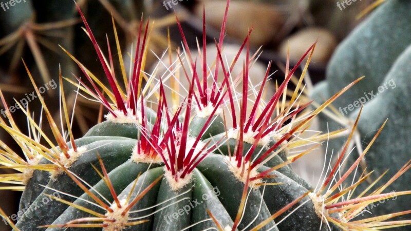 Cactus Spike Pungent Spiked Free Photos