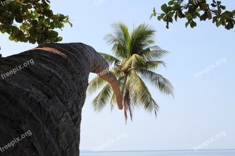 Coconut Trees Tree Coconut Free Photos