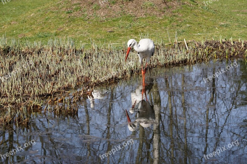 Stork Waters Bird Water Intervention