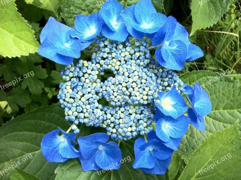 Hydrangeas Blue Summer Free Photos