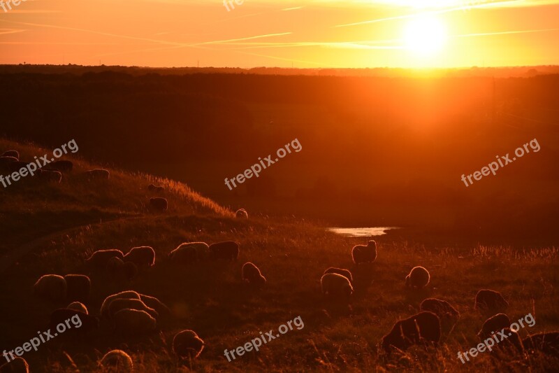 Sunset Sheep Nature Field Animal