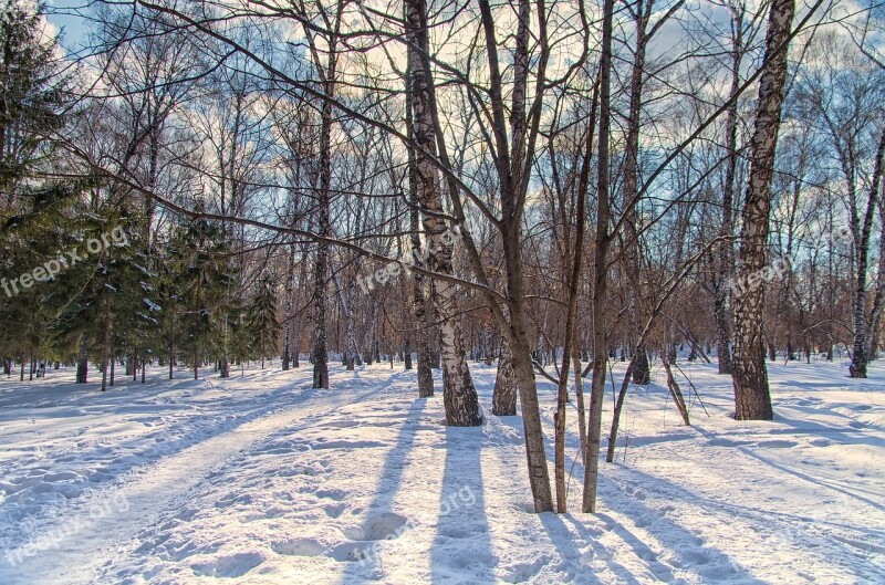 Park Winter Sun City Park Trees