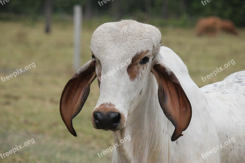 Bovine Livestock Farm Cow Veal