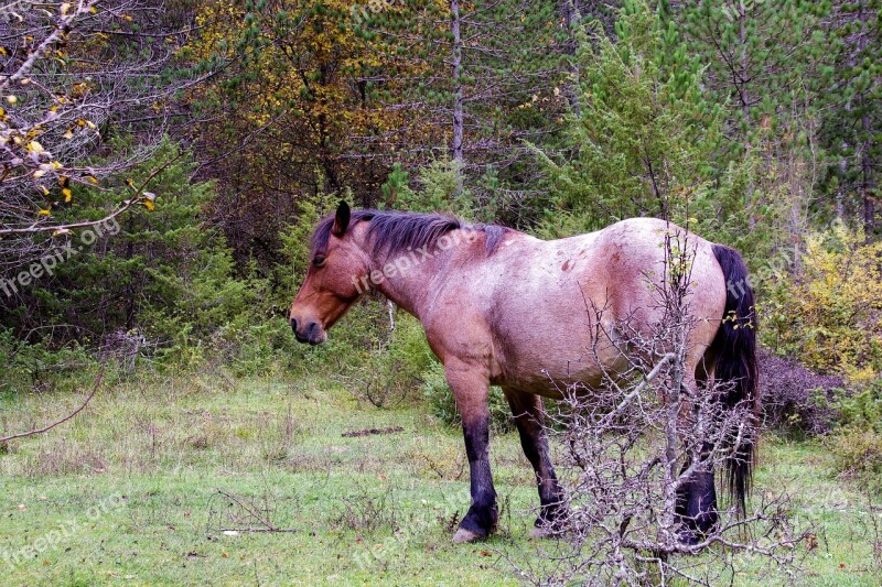 Horse National Park Of Abruzzo Pasture Prato Animal