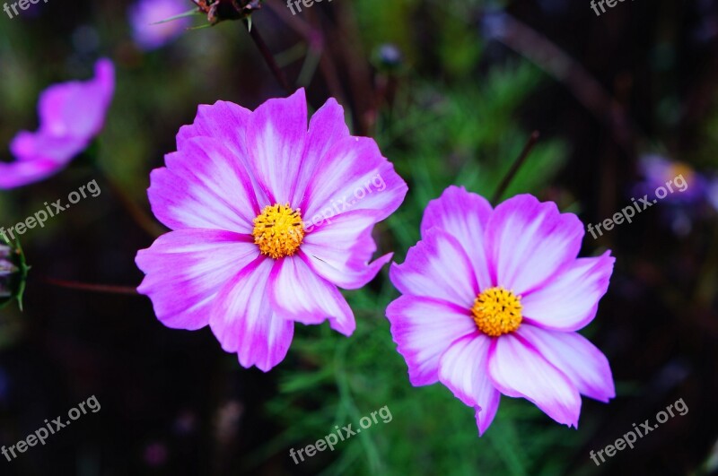 Gesanghua Plateau Songzhou Cosmos Free Photos