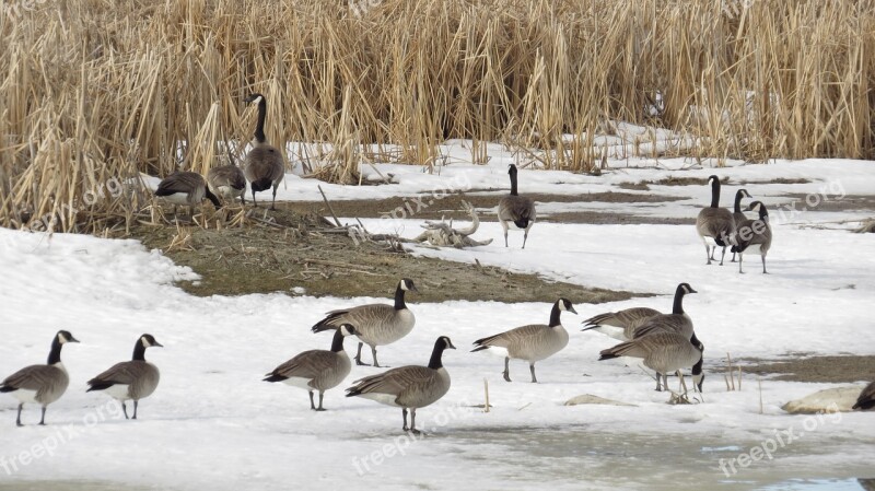 Birds Geese Canada Goose Outdoor