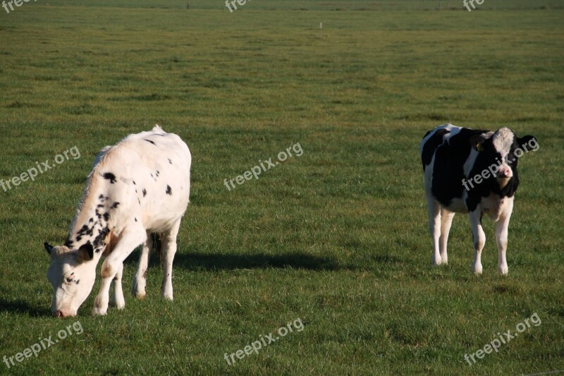 Farm Animal Cow Browser Cows Grass