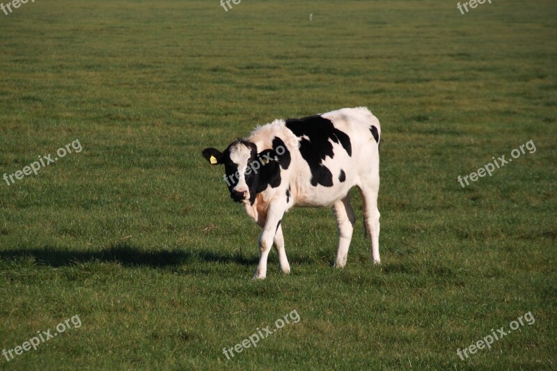 Cow Animal Farm Animals Nature