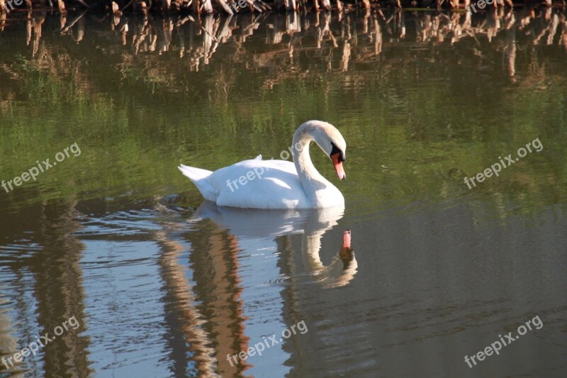 Swan Mirror Image Water Bird Free Photos