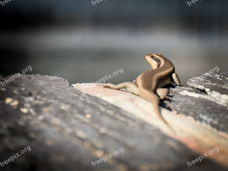 Animal Small Animal Gecko Reptiles Reptile