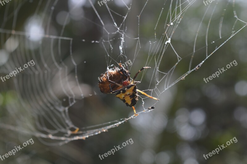 Spider Cobweb Insects Free Photos