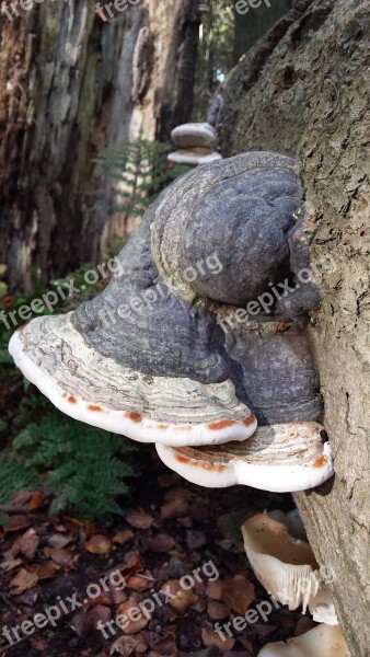 Punk Mold Infested Tree Autumn Mushroom