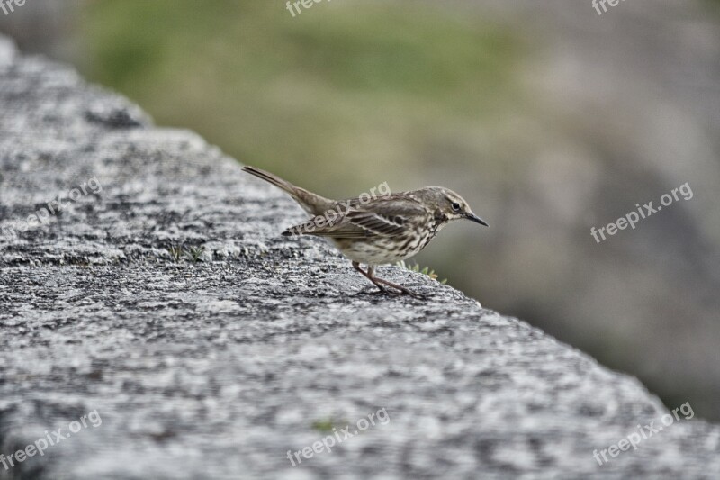 Sparrow Bird Animal Feathers Ornithology