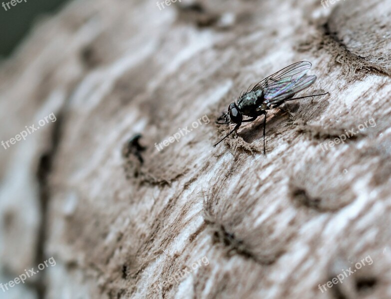 Fly Close Up Insect Macro Flight Insect