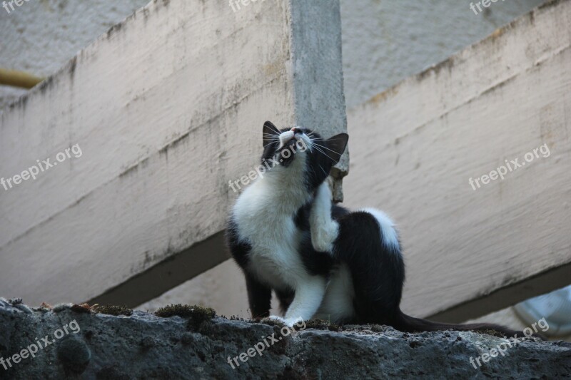 Cat Gray Pets Scratching Free Photos