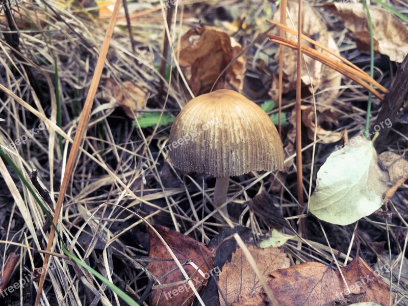 Forest Mushroom Light Edible Fall