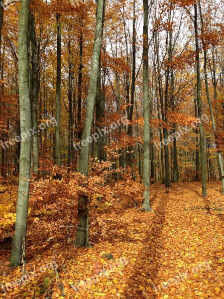 Forest Autumn Colors Autumn Gold Landscape