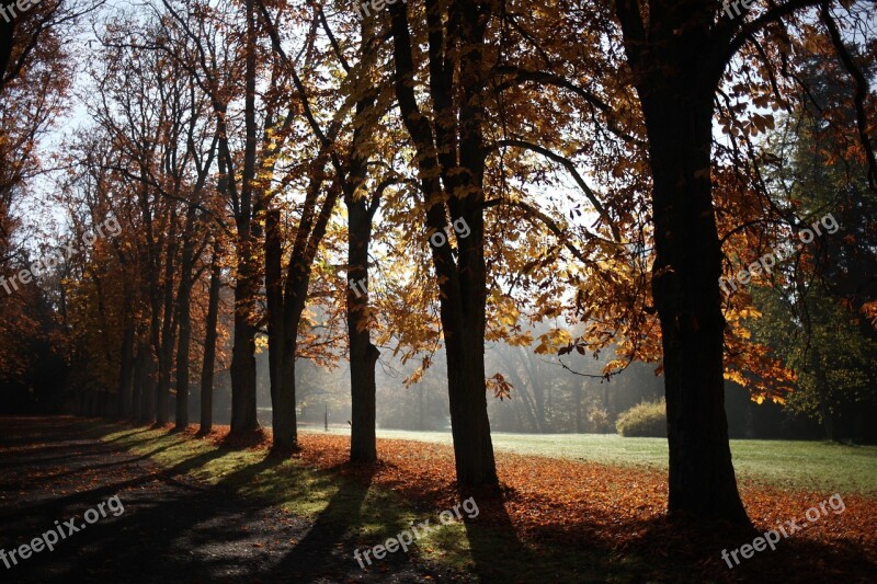 Trees Autumn Avenue Leaves In The Autumn Leaves