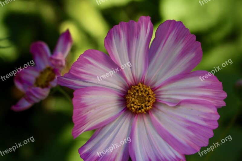 Flower Pink Summer Garden Bloom