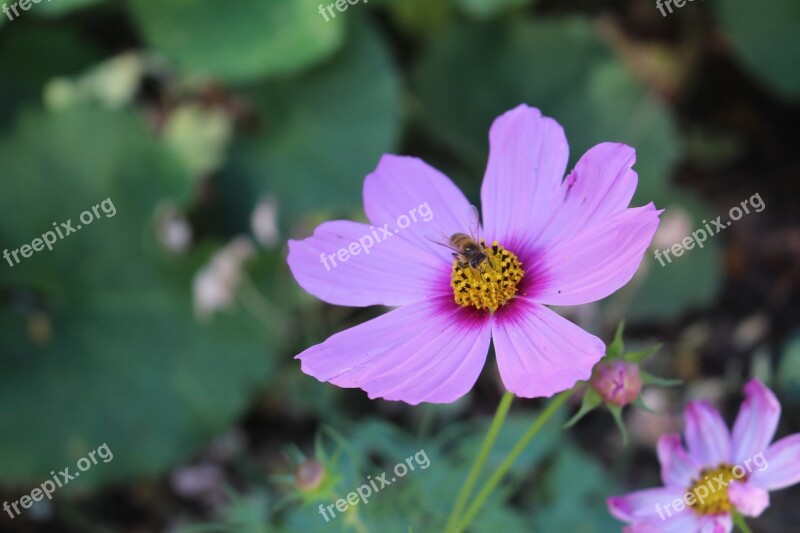 Flower Bee Summer Garden Cosmea