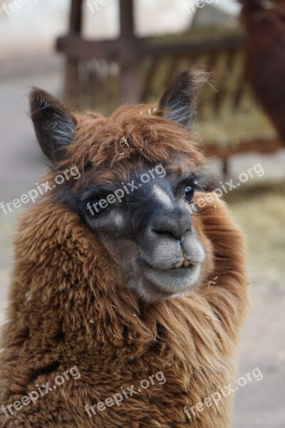 Alpaca Close Up Face Animal World Lama