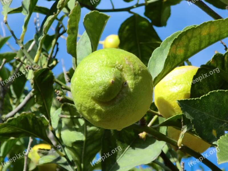 Food Lemon Acid Citrus Lemon Tree