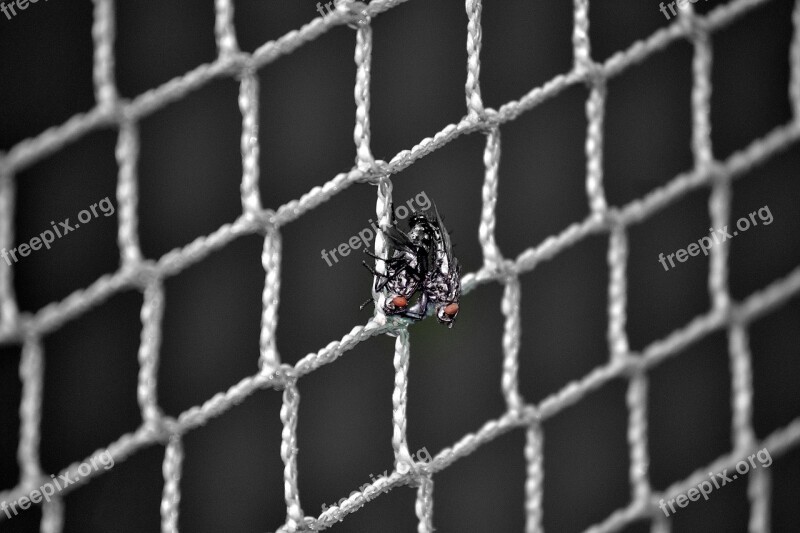 Fly Net Copulation Free Photos