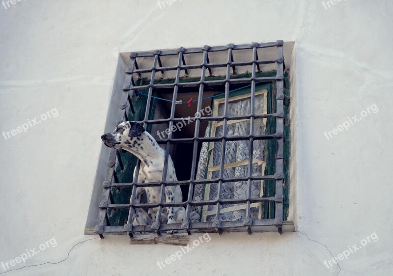 Dog The Lone Grille Window House