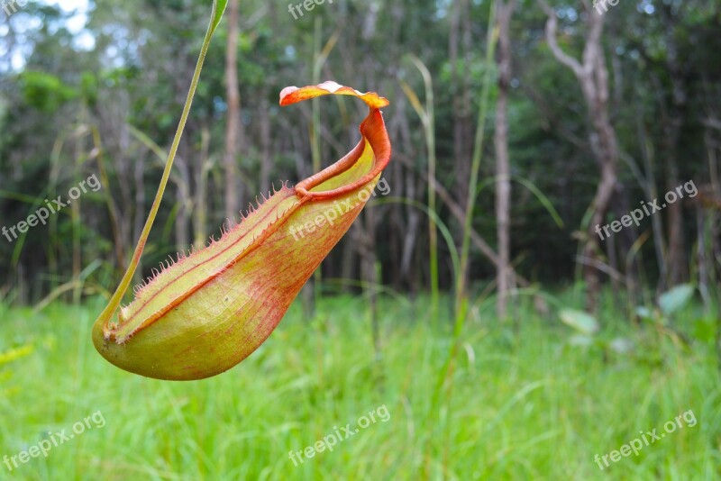 Khmer Cambodia Lonely Flower Kingdom Of Wonder Most Beautiful Flower