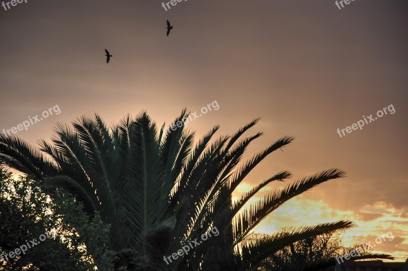 Palm Tree Early Morning Sunrise Sky Summer