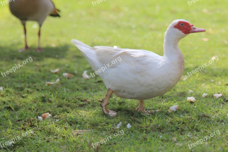 Muscovy Duck Life White Duck Bulbous Red Face Domesticated