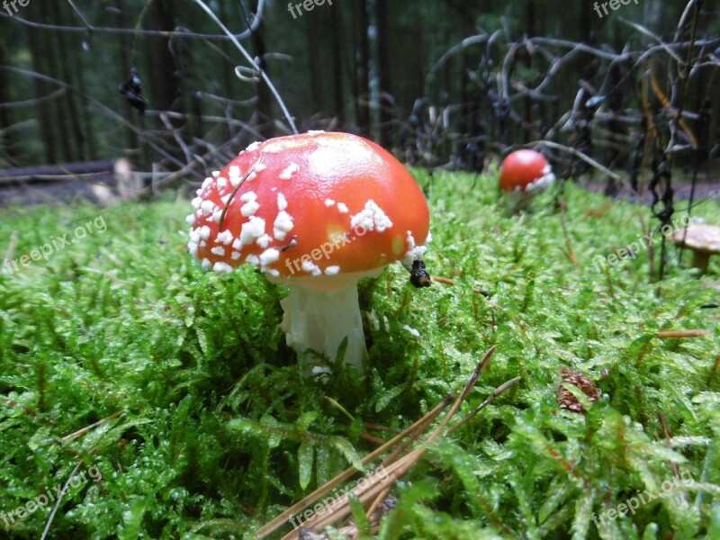 Forest Mushroom Autumn Nature Toxic