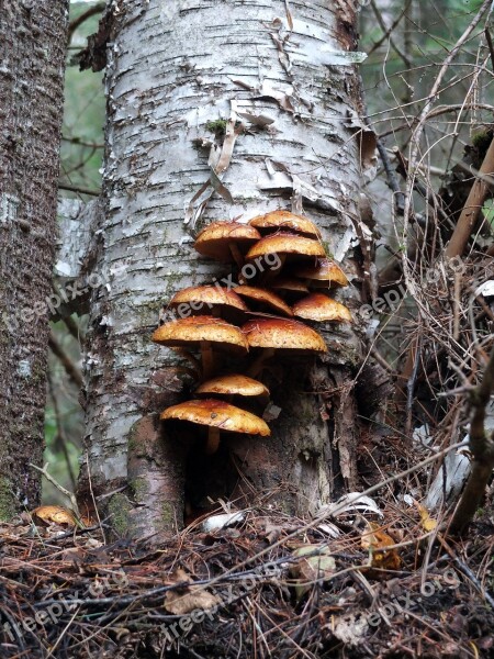 Mushrooms Am Forest Nature Trees