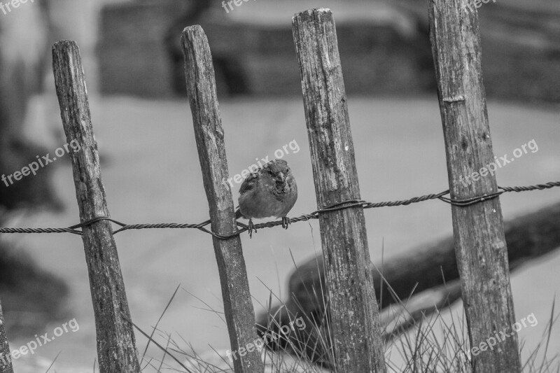 Bird Sperling House Sparrow Close Up Nature