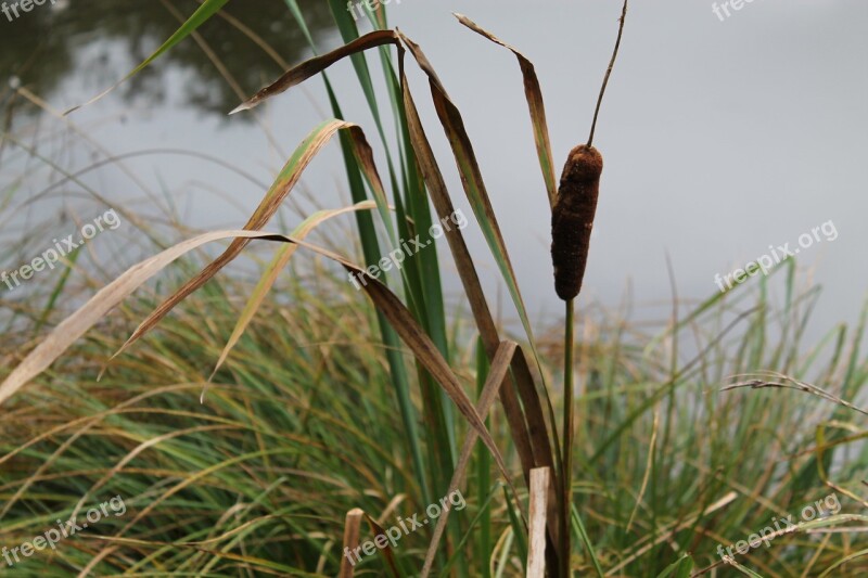 Reed Biotope Nature Aquatic Plant Nature Reserve