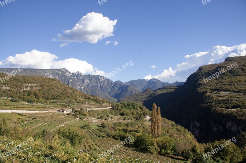 Vineyard Slope Wine Winegrowing Vine