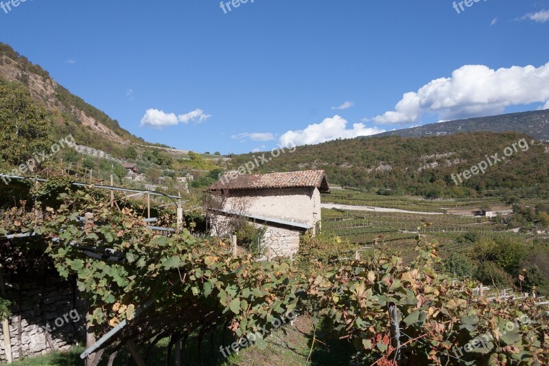 Vineyard Slope Wine Winegrowing Vine