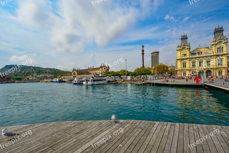 Seagull Barcelona Mediterranean Sea Spain