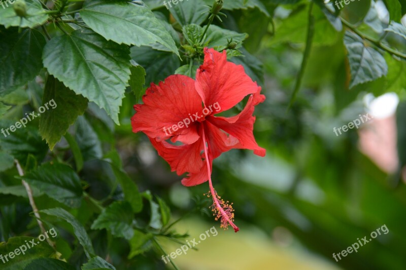 Chaba Red Flowers Thailand Hibiscus