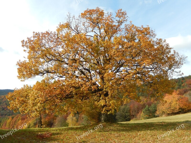 Nature Tree Autumn The Crown Of The Tree Deciduous Tree