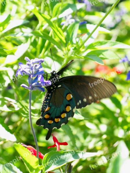 Butterfly Nature Nector Insect Wing