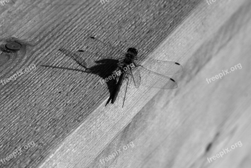 Mosquito Black White Shadow Bank Wood