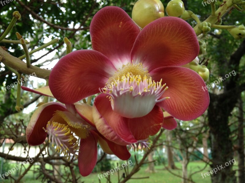 Flower Cannonball Flower Pretty Flower Free Photos