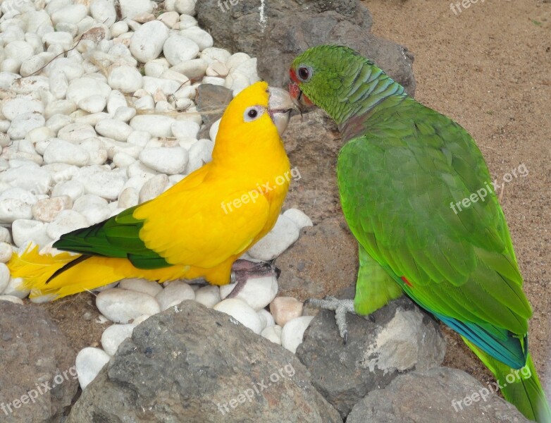 Budgie Animal World Friendship Birds Bird