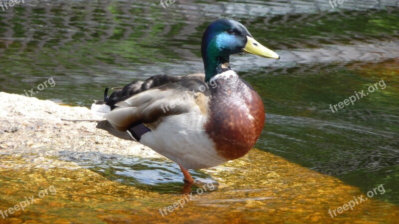 Drake Duck Animal Nature Plumage