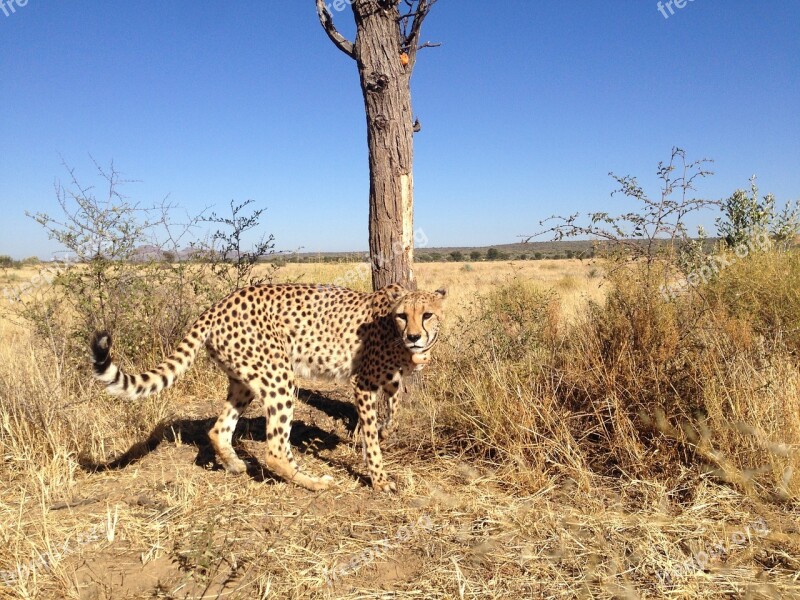 Cheetah Namibia Acinonyx Africa Big Cat