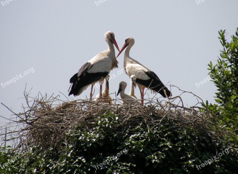 Stork Nest Animals Bird Free Photos